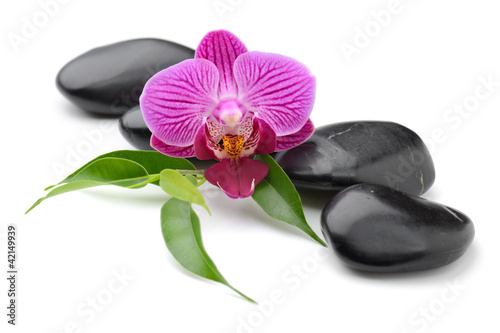 Photo: orchid orchid