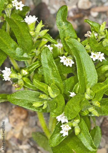Photo: Stevia rebaudiana, Zuckerersatz Stevia rebaudiana, Zuckerersatz