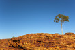lonely tree in desert