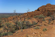 stone landscape in desert and tree