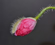 Papaver