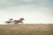 Photo: Speed Speed