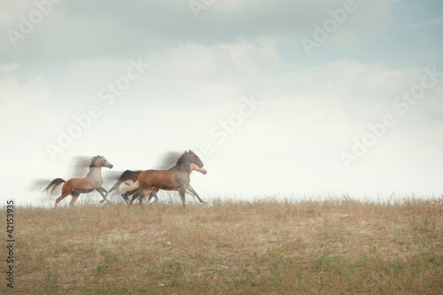 Foto: Speed Speed