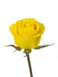 Yellow Rose on White