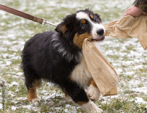 Photo: puppy training puppy training