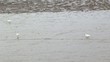 Egret fishing the Mudskipper