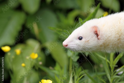 Photo: furet furet