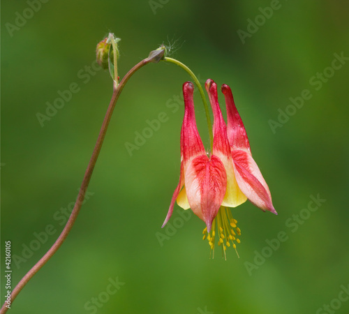 Photo: Columbine Columbine