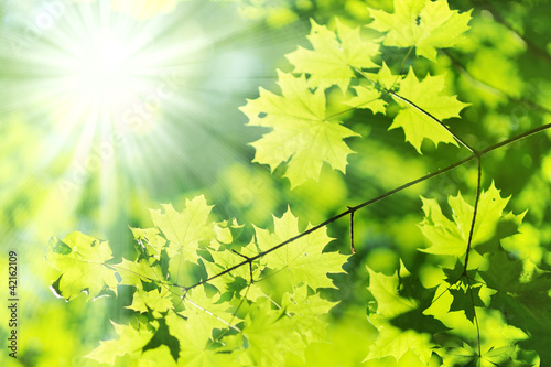 Photo: new leaf and sun ray new leaf and sun ray