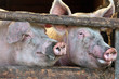 Photo: Two large fully grown male pigs in a wooden stable Two large fully grown male pigs in a wooden stable