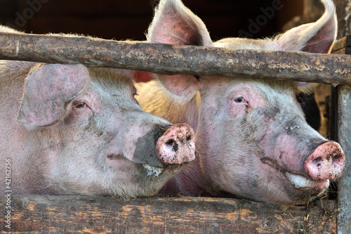 Photo: Two large fully grown male pigs in a wooden stable Two large fully grown male pigs in a wooden stable