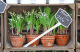 Vente de Muguet