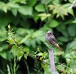 Gartenrotschwanz