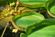 Queen Victoria Waterlily