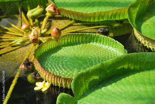 Photo: Queen Victoria Waterlily Queen Victoria Waterlily