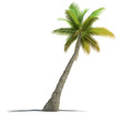 Illustration: Palm tree rendering Palm tree rendering