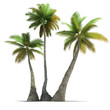 Palm tree trio rendering