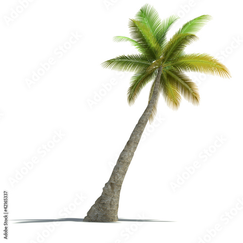 Illustration: Palm tree rendering Palm tree rendering
