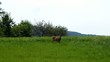 Reh in der Wiese