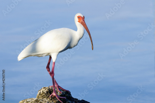 Photo: american white ibis, eudocimus albus american white ibis, eudocimus albus