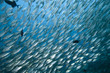 Photo: Caesionidae shoal Caesionidae shoal