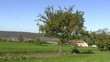 Video: Apfelbaum Apfelbaum