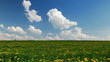 Blowball field, summertime,time lapse clip