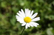 Pâquerette des Champs, marguerite margueritte