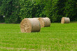 Row of haystacks in a field