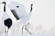 Photo: Red-crowned Crane playing with leave. Red-crowned Crane playing with leave.