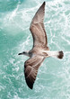 Seagull front of the sea
