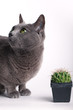 Neugierige Katze inspiziert Kaktus