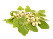white mulberry on a white background close-up