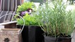 Foto: garten garten