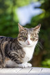 cute cat relaxing on a wooden table in the garden