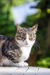 cute cat sleeping on a wooden table in the garden