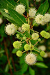Photo: Buttonbush by Jackie DeBusk Buttonbush by Jackie DeBusk