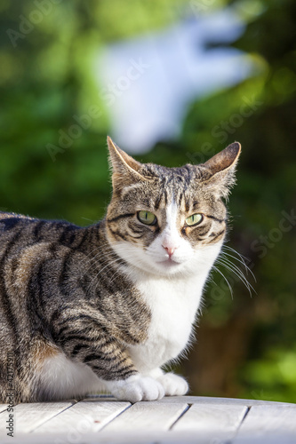 Photo: cute cat relaxing on a wooden table in the garden cute cat relaxing on a wooden table in the garden