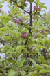 growing apples