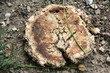 Moldy Bread