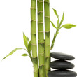 young green bamboo and pile black stones