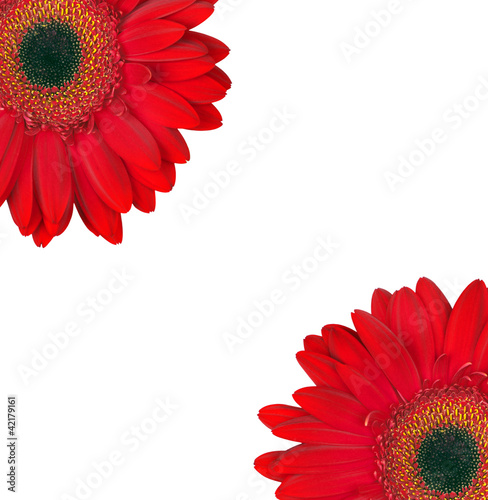 Photo: flower flower