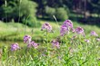 Frühling in Ernstthal
