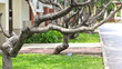 Tree with no leaves.