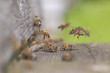 Photo: Old hive entrance. Old hive entrance.