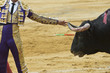 Torero tocando el cuerno del toro en un alarde de valor.