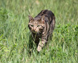 Katze Katzenjagd