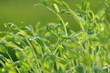 Photo: トウミョウ (エンドウ豆の若菜) トウミョウ (エンドウ豆の若菜)