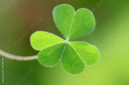 Foto: Three leaf clover Three leaf clover