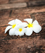 Frangipani (plumeria) flowers
